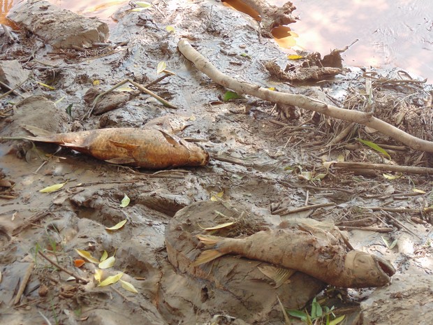 Após desastre, pesca no rio Doce deve levar dez anos para normalizar Foto16070
