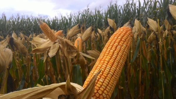 Custo com insumos na safra do milho 15/16 deve chegar a R$ 1.317/ha devido dólar Foto2651
