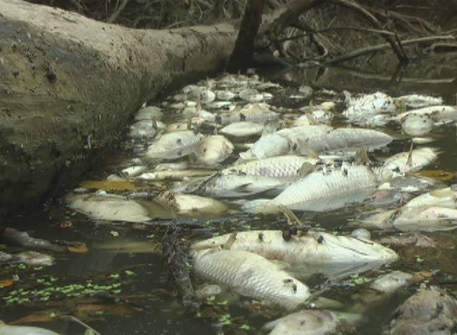 Empresa é multada em R$ 227 mil reais por morte de peixes no Rio Teles Pires Foto64603