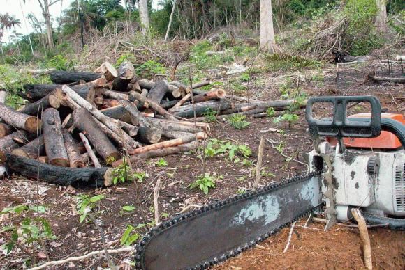 Mato Grosso foi responsável por 36,5% do desmatamento da Amazônia Legal Foto29008
