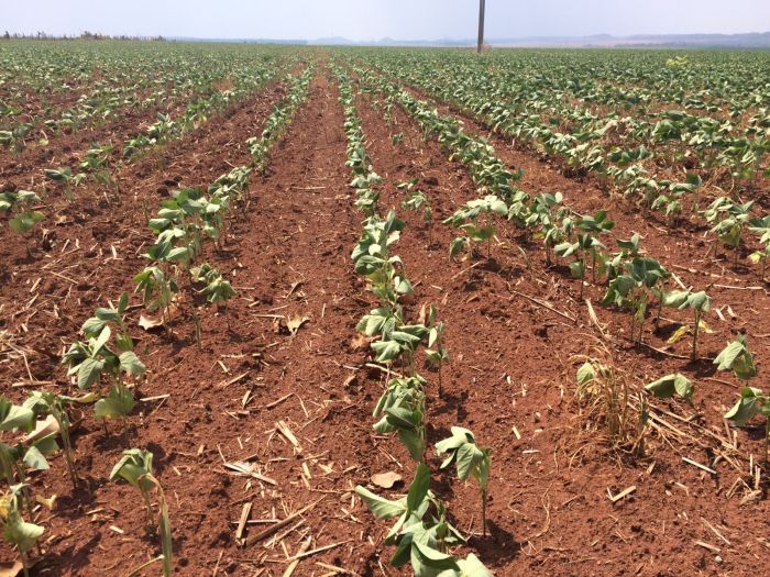 Estiagem preocupa produtores de Nova Ubiratã e município pode decretar Estado de Emergência Foto46597