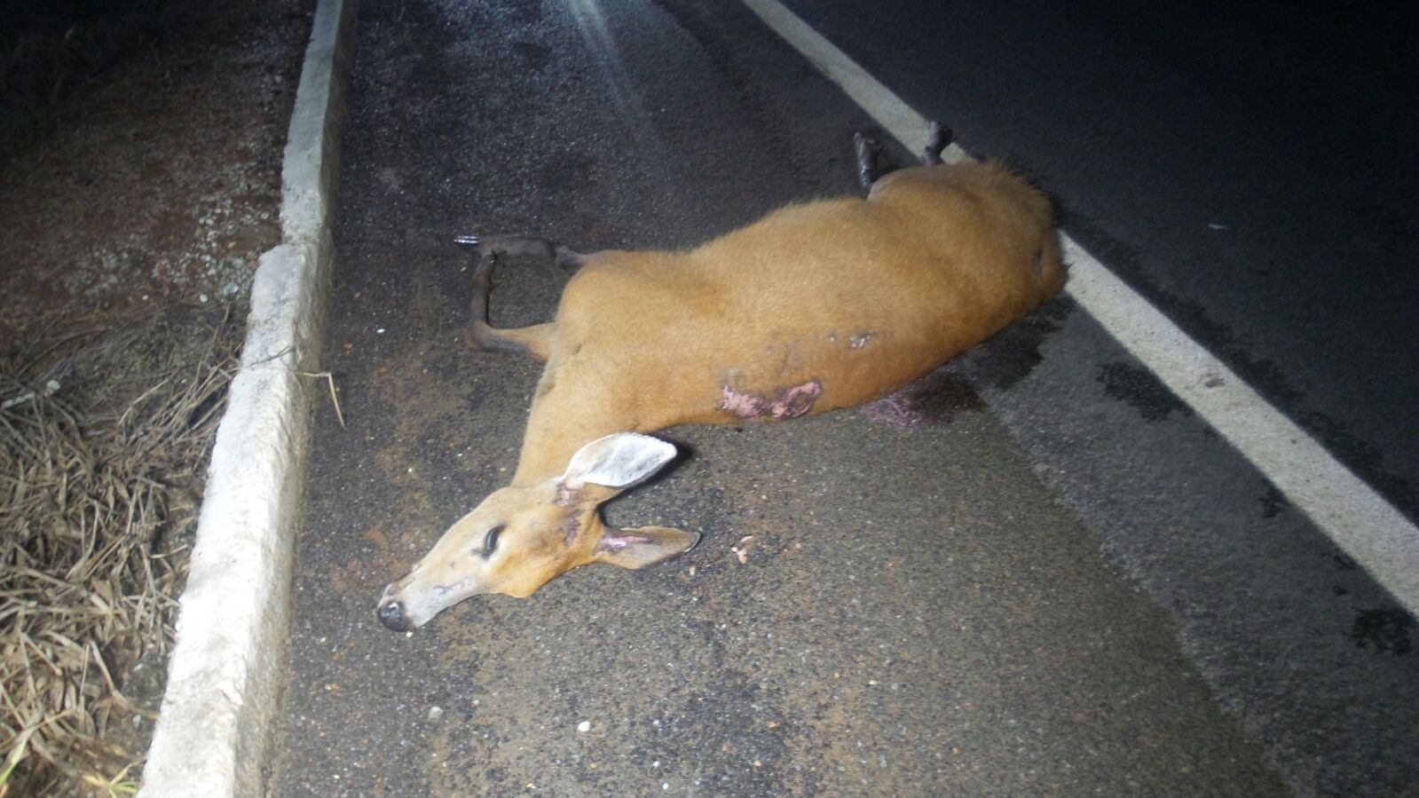 Animal silvestre invade pista e causa grave acidente na MT-242 Foto34382