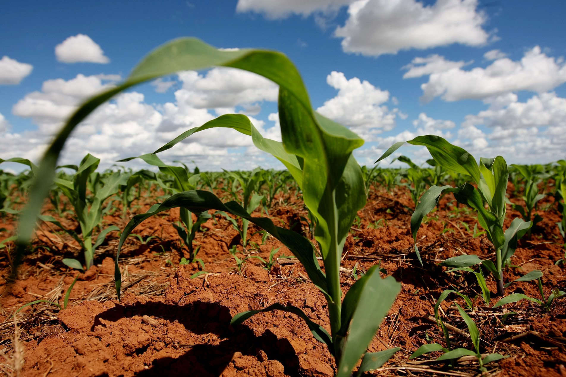Mais de 50% do milho deve ser plantado fora da janela em Mato Grosso Foto29469