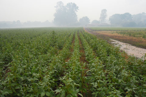 Chuva atrapalha produtividade da soja em Mato Grosso Foto64292