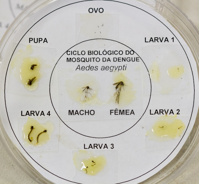 Saúde divulga dados sobre dengue, zika e chikungunya Foto96525