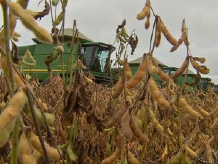 Baixa produtividade da soja em Mato Grosso é influenciada pelo clima, diz Embrapa Foto50568