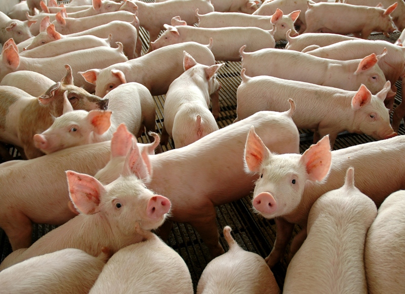 MT recebe certificação internacional de área livre de peste suína clássica Foto21239