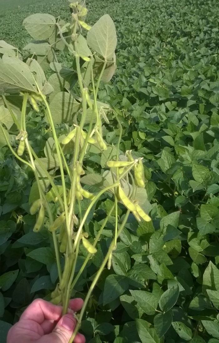 Mato Grosso pode encerrar 2016 com estoque final de soja 38,4% menor Foto61285