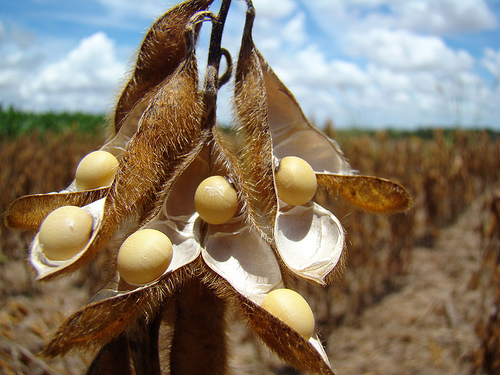 Com auxílio de pivôs, Mato Grosso semeia 112,4 mil hectares de soja Foto12590